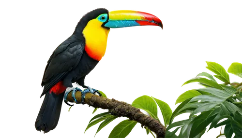 toucan perched on a branch,yellow throated toucan,pteroglossus aracari,keel-billed toucan,pteroglosus aracari,toco toucan,keel billed toucan,chestnut-billed toucan,black toucan,perched toucan,toucan,brown back-toucan,toucans,tropical bird,tucan,ramphastos,swainson tucan,rainbow lory,colorful birds,bird of paradise,Photography,Fashion Photography,Fashion Photography 09