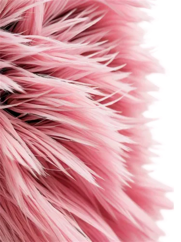 pink quill,ostrich feather,fringed pink,feather carnation,pink chrysanthemum,gradient mesh,feather boa,parrot feathers,pink flamingo,pink carnations,bristles,color feathers,pink grass,pink poppy,beak feathers,chrysanthemum background,gymea lily,pink carnation,pink anemone,feather bristle grass,Illustration,Realistic Fantasy,Realistic Fantasy 25