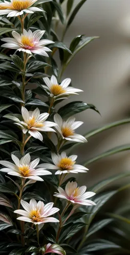 leucanthemum,the white chrysanthemum,shasta daisy,white chrysanthemum,leucanthemum maximum,flannel flower,siberian chrysanthemum,chrysanthemum cherry,white chrysanthemums,argyranthemum frutescens,australian daisies,perennial daisy,marguerite daisy,european michaelmas daisy,chrysanthemums bush,ornamental plant,wood daisy background,chrysanthemum flowers,fragrant flowers,marguerite