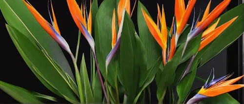 Create a suspenseful short story involving a rare strelitzia orchid heist.,strelitzia orchids,strelitzia,bird of paradise flower,flowers png,heliconia,tasmanian flax-lily,bird of paradise,flower bird 