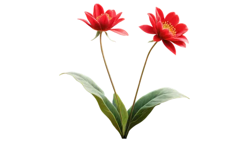 Vibrant red petals, large flower head, yellow center, tall stem, green leaves, realistic texture, detailed veins, solo, morning sunlight, warm color tone, shallow depth of field, 3/4 composition, soft