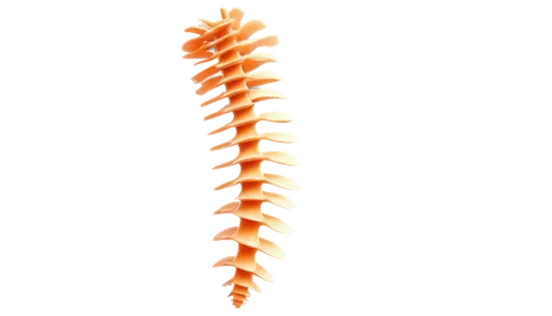 spines,fishtail palm,coral aloe,palm tree vector,spiny,flowers png,anago,spine,maguey worm,flame vine,fusilli,frond,strozzapreti,fire poker flower,ornamental shrimp,fishbone cactus,pineapple lily,cone,cervical spine,orange trumpet,Photography,Documentary Photography,Documentary Photography 14