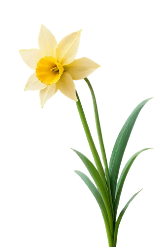 Yellow daffodil, solo, trumpet-shaped center, bright green stem, delicate petals, outdoors, natural light, shallow depth of field, warm color tone, 3/4 composition, close-up shot, soft focus, gentle b