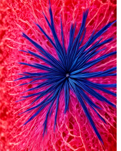 spicules,cytoskeleton,microphotography,microtubules,cytoskeletal,pappus,echinococcus,mitotic,polyps,sporangium,sea anemone,vasculature,flagella,metaphase,ray anemone,echinodermata,microvilli,aspergillus,microsporum,star anemone,Illustration,American Style,American Style 14