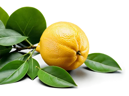 Lemon fruit, bright yellow skin, slight gloss, juicy pulp, green leaves attached, solo, centered composition, shallow depth of field, warm lighting, HD texture, realistic details, 3/4 view, still life