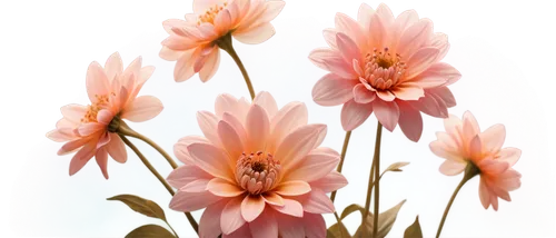 flowers png,pink dahlias,dahlia pink,floral digital background,pink chrysanthemums,flower illustrative,torch lilies,dahlias,pink chrysanthemum,pink daisies,gerbera daisies,peruvian lily,gazania,flower painting,chrysanthemum background,echinacea,dahlia flowers,tulip background,flower background,south african daisy,Illustration,Black and White,Black and White 25