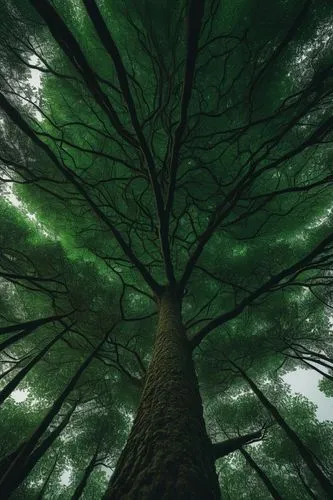 tree canopy,green tree,forest tree,green forest,green trees,chlorophyll,plant veins,canopy,tree tops,fir forest,flourishing tree,poplar tree,spruce forest,deciduous forest,old-growth forest,coniferous forest,celtic tree,the branches of the tree,green wallpaper,magic tree,Photography,Documentary Photography,Documentary Photography 08