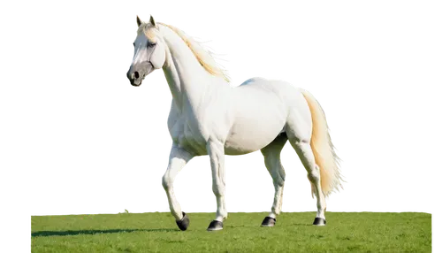 albino horse,a white horse,lipizzan,lipizzaners,lipizzaner,arabian horse,lusitano,shadowfax,lusitanos,white horse,tapit,andalusians,nikorn,equidae,palomino,pegasys,andalusian,arabian horses,equus,unicorn background,Photography,Fashion Photography,Fashion Photography 23