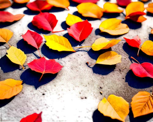 Autumn leaves, scattered on ground, warm orange, yellow, red colors, natural messy arrangement, shallow depth of field, soft sunlight filtering through leaves, 3/4 composition, macro shot, vibrant col