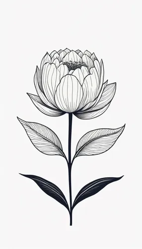 mandala flower illustration,lotus png,lotus art drawing,rose flower illustration,lotus ffflower,lotus tattoo,lotus,flower illustration,lotus leaf,lotus with hands,lotus flower,lotus flowers,lotus plants,lotus blossom,mandala flower drawing,flower line art,sacred lotus,lotus leaves,stone lotus,lotus effect,Illustration,Black and White,Black and White 16