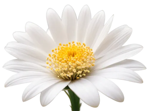 white chrysanthemum,the white chrysanthemum,shasta daisy,marguerite daisy,leucanthemum,chrysanthemum background,margueritte,daisy flower,oxeye daisy,white cosmos,chrysanthemum,ox-eye daisy,white daisies,common daisy,white chrysanthemums,white flower,pyrethrum,perennial daisy,siberian chrysanthemum,celestial chrysanthemum,Illustration,Realistic Fantasy,Realistic Fantasy 27