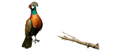 ring necked pheasant,pheasant,male peacock,gouldian,european bee eater,peacock,tragopan,common pheasant,an ornamental bird,barbets,gujarat birds,trogons,blue-tailed bee-eater,pfau,bird png,gouldian finch,golden pheasant,rufous,river kingfisher,peacock feather,Conceptual Art,Sci-Fi,Sci-Fi 21