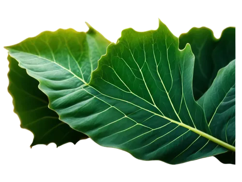 tropical leaf,leaf background,lotus leaf,fig leaf,tropical leaf pattern,beech leaf,jungle leaf,green leaf,tree leaf,mape leaf,fern leaf,banana leaf,coconut leaf,spring leaf background,walnut leaf,water lily leaf,palm leaf,magnolia leaf,lotus leaves,chestnut leaf,Illustration,Realistic Fantasy,Realistic Fantasy 28