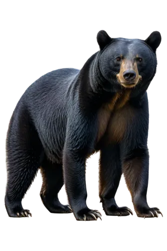 ursa,bluebear,bear,bearlike,nordic bear,bearse,bearss,ursa major,scandia bear,great bear,cute bear,ursine,ursus,bear guardian,forbears,bear kamchatka,black bears,bearman,bebearia,bearak,Photography,Fashion Photography,Fashion Photography 18