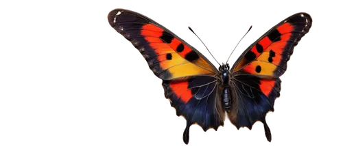 butterfly background,heliconius,ornithoptera,orange butterfly,morphos,butterfly vector,butterfly isolated,heliconius hecale,butterfly moth,polygonia,butterfly,isolated butterfly,red butterfly,glass wing butterfly,zygaena,french butterfly,morpho,swordtail,checkerboard butterfly,birdwing,Art,Classical Oil Painting,Classical Oil Painting 05