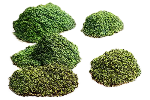 azolla,chloropaschia,microalgae,microflora,bryophyte,microsporum,cercospora,microspheres,chlorella,multicellularity,petascale,bryophytes,spherules,microvesicles,chloroplast,chloroplasts,liverwort,stomata,cyclospora,thylakoids,Conceptual Art,Fantasy,Fantasy 05