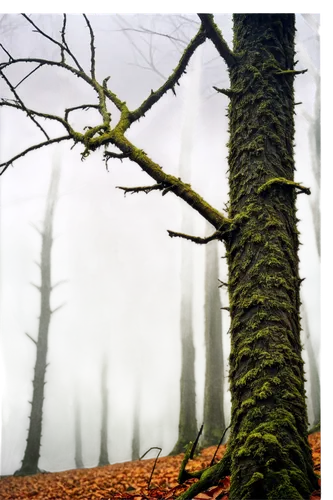 foggy forest,forestier,bavarian forest,forestland,deciduous forest,beech forest,mixed forest,fir forest,forest tree,germany forest,autumn fog,wald,foggy landscape,beech trees,arboreal,dead wood,nebel,black forest,copse,vignetting,Conceptual Art,Daily,Daily 10