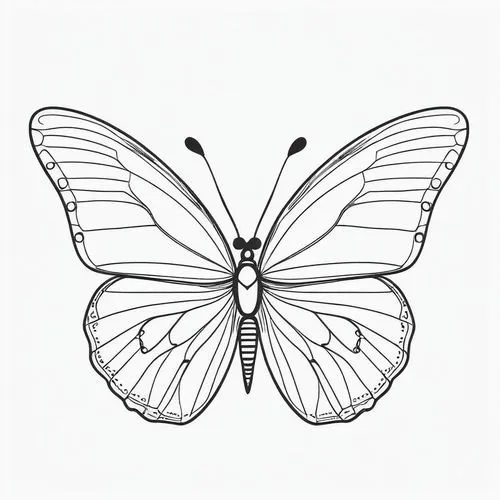 butterfly vector,butterfly clip art,euphydryas,hesperia (butterfly),vanessa (butterfly),celastrina,butterfly white,melanargia,limenitis,c butterfly,papillon,butterfly,lepidoptera,black-veined white butterfly,cupido (butterfly),papilio,female symbol,cyprinidae,illustration,butterfly background,Illustration,Black and White,Black and White 04