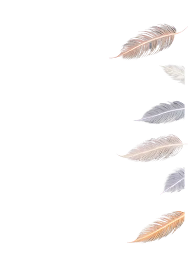 color feathers,feathers,parrot feathers,feather,beak feathers,feather jewelry,peacock feathers,pigeon feather,bird png,hawk feather,bird feather,png transparent,chicken feather,feather pen,bird wing,feathered race,wings,bird wings,white feather,birds flying,Art,Artistic Painting,Artistic Painting 02