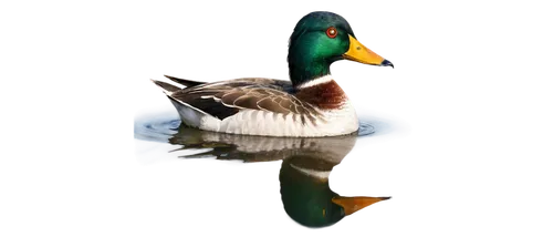 Swimming duck, calm lake, morning mist, feathers glistening with dew, orange beak, bright eyes, green head, white belly, webbed feet, ripples in water, soft sunlight, panoramic view, shallow depth of 