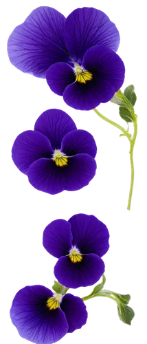 pansy flowers, colorful petals, delicate shape, soft focus, vibrant purple and yellow colors, subtle gradient effect, gentle natural light, 3/4 composition, shallow depth of field, warm color tone, ci