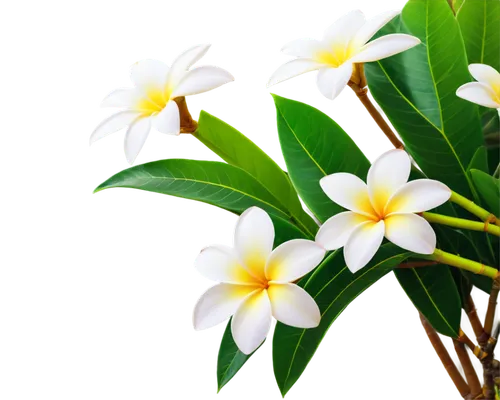 white plumeria,flower jasmine,flowers png,plumeria,jasmine flower,calophyllum,frangipani,star jasmine,white jasmine,cape jasmine,flower background,jasminum,neroli,jasmine flowers,sand jasmine,a beautiful jasmine,calophyllaceae,wood daisy background,jasminum sambac,night-blooming jasmine,Conceptual Art,Daily,Daily 09