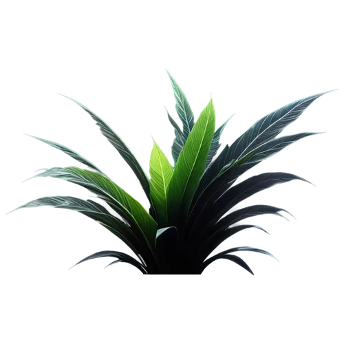 aspidistra,calathea,tropical leaf,dark green plant,palm lily,bromeliad,guzmania,palm leaf,palm leaves,alpinia,peace lily,dracena,pineapple lily,bromelia,leaf background,zamia,green plant,peace lilies,jungle leaf,palme,Photography,Artistic Photography,Artistic Photography 02