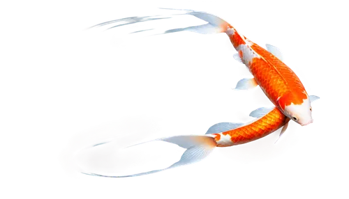 garridos,krill,microlepis,ercp,micropholis,koi fish,nigriceps,koi,eel,decapod,koi carps,lanternfish,guardfish,garrisoned,homarus,centipede,spiralfrog,flagella,ovipositor,prawn,Illustration,Black and White,Black and White 16