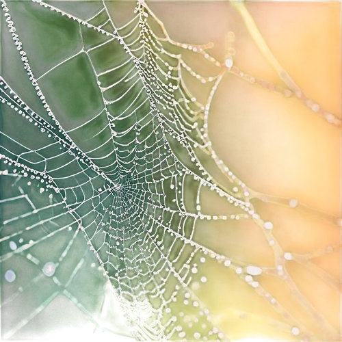 morning dew in the cobweb,spider silk,cobweb,tangle-web spider,spider web,spiderweb,spider's web,web,cobwebs,webs,morning dew,spider net,frozen morning dew,early morning dew,webbing,web element,acorn leaf orb web spider,argiope,core web vitals,garden dew,Photography,Documentary Photography,Documentary Photography 24