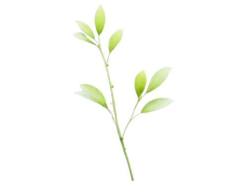 High-resolution, minimalist, solo, single stem, white background, small green leaves, delicate petals, slender branches, subtle texture, morning dew, soft natural light, 3/4 composition, shallow depth