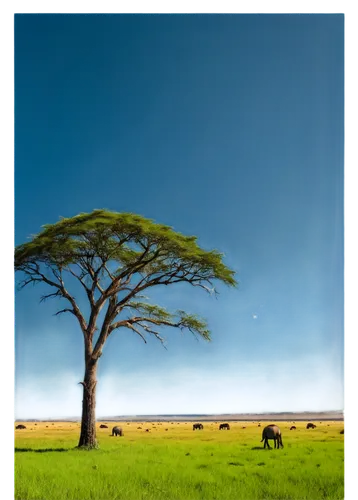 isolated tree,serengeti,kericho,pejeta,lone tree,background view nature,conservancies,ngorongoro,amboseli,pastoralism,tsavo,laikipia,landscape background,adansonia,grassland,nature background,ankole,africa,karamoja,isiolo,Conceptual Art,Fantasy,Fantasy 12