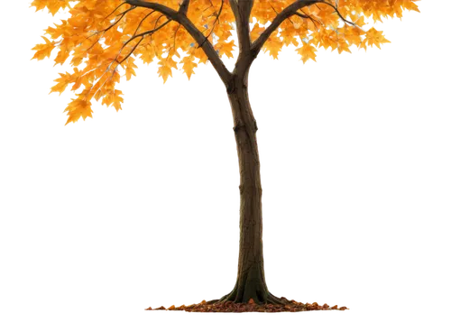 autumn tree,deciduous tree,cardstock tree,brown tree,flourishing tree,maple tree,a tree,painted tree,small tree,tangerine tree,smaller tree,birch tree illustration,isolated tree,seasonal tree,tree,maple bonsai,zelkova serrata,deciduous trees,chile de árbol,maple leave,Illustration,Realistic Fantasy,Realistic Fantasy 04