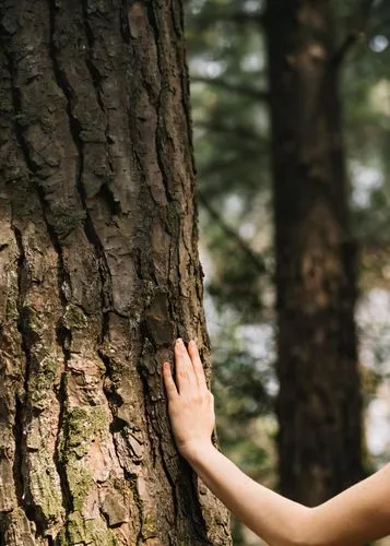 girl with tree,the girl next to the tree,half lotus tree pose,arms outstretched,reach out,trees with stitching,happy children playing in the forest,ballerina in the woods,upward tree position,evergree