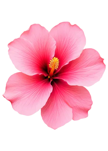 Hibiscus flower, pink petals, yellow center, delicate edges, soft focus, shallow depth of field, warm natural light, 3/4 composition, gentle leaves, subtle texture, vibrant color tone, close-up shot, 