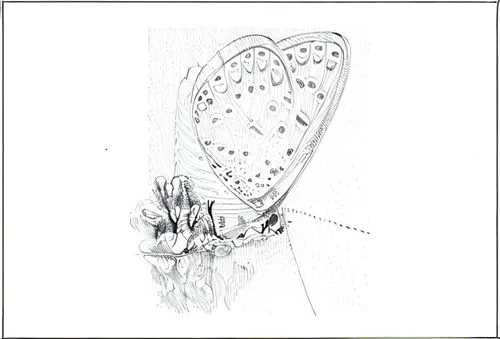 euploea core,polyommatus,celastrina,drosophila,boloria,a pistol shaped gland,chelydridae,melitaea,medical illustration,auricle,polyommatus icarus,fritillary,limenitis,illustration,lacewing,janome butt