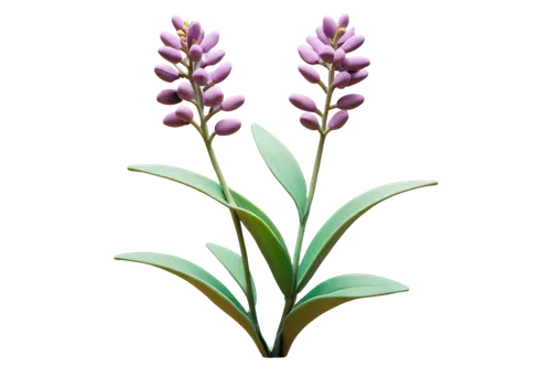 Milkweed plant, wildflower, delicate purple flowers, clustered blooms, green stem, leafy foliage, soft focus, natural light, warm color tone, 3/4 composition, shallow depth of field, cinematic lightin