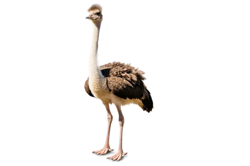 Large ostrich, standing pose, long neck, small head, big brown eyes, soft feathers, white belly, brown back, strong legs, clawed feet, morning sunlight, gentle warm lighting, 3/4 composition, shallow 