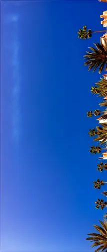 joshua trees,ocotillo,pinaceae,palmtree,palmera,puya,heads of royal palms,uyuni,agave,polarizer,palms,cordyline,gran canaria,skywards,spires,palma trees,spines,two palms,corona test,cardoons,Conceptual Art,Fantasy,Fantasy 04