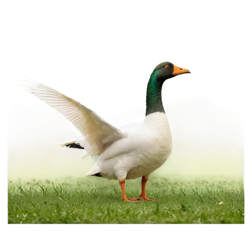 brahminy duck,ornamental duck,cayuga duck,branta,gooseander,canard,reiger,duck,duck bird,lameduck,pato,wildfowl,a pair of geese,gwe,waterfowl,female duck,rockerduck,blackduck,gamefowl,the duck,Art,Artistic Painting,Artistic Painting 30