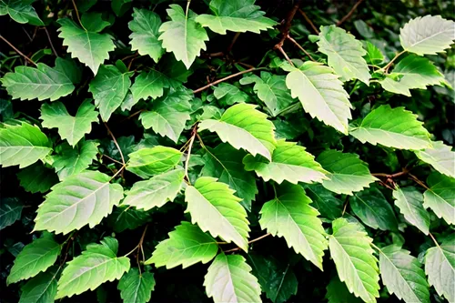 Free bush, wild, lush green leaves, delicate branches, gentle sway, morning dew, soft sunlight filtering through leaves, natural texture, earthy tone, 3/4 composition, shallow depth of field, cinemati