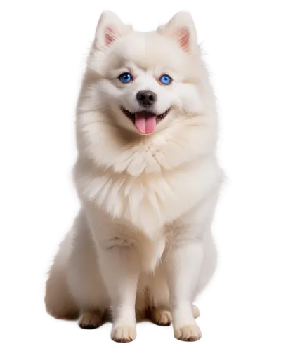 samoyed,samoyedic,shoob,pomeranian,white dog,sheeb,huichon,whitey,inu,dogrib,transparent background,atka,dogana,dog,ein,bingbu,transparent image,garrison,bleustein,gongju,Illustration,Realistic Fantasy,Realistic Fantasy 31