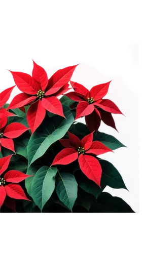 poinsettia,poinsettias,poinsettia flower,christmas flower,xmas plant,flower of christmas,christmas border,christmasbackground,christmas background,christmas rose,flower christmas,christmas motif,flower of december,christmas snowflake banner,red gift,red snowflake,christmas bells,santan,holly leaves,christmas wallpaper,Illustration,Vector,Vector 09