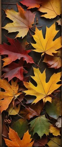 maple leave,leaf background,autumn leaf paper,maple leaves,colored leaves,red maple leaf,Conceptual Art,Oil color,Oil Color 11