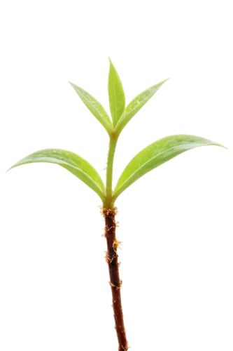 palm tree vector,fern plant,cyathea,growth icon,spring leaf background,fern leaf,leaf fern,wakefern,polypodium,resprout,asplenium,hostplant,desert plant,palmtree,tropical leaf,green plant,paleobotany,flourishing tree,palm leaf,potted palm,Art,Classical Oil Painting,Classical Oil Painting 36