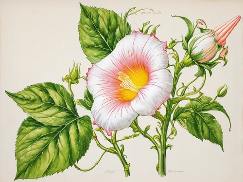 flower illustration,convolvulus arvensis,calystegia sepium,dryas octopetala,illustration of the flowers,dryas iulia,dryas julia,floribunda,hibiscus rosasinensis,passiflora vitifolia,camellia sasanqua,passiflora,passiflora edulis,actinidia deliciosa,botanical print,hibiscus rosa-sinensis,bindweed,passiflora sp,vintage botanical,hibiscus rosa sinensis,Illustration,Black and White,Black and White 03