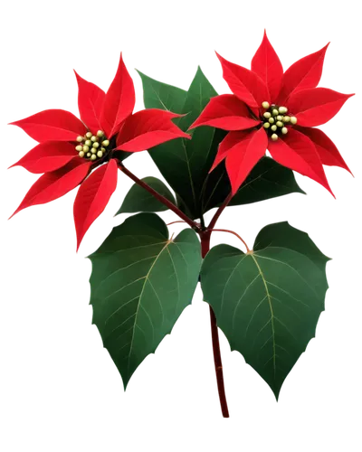 poinsettia,poinsettia flower,natal lily,american holly,christmas flower,holly wreath,flower of christmas,xmas plant,holly leaves,holly bush,christmas motif,annual plant,mistletoe,ornamental plant,christmas border,red snowflake,allspice,wreath vector,ornamental plants,ornamental shrub,Illustration,Vector,Vector 13