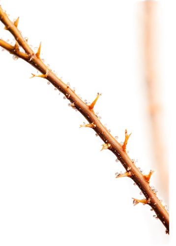 frozen dew drops,cherry blossom branch,bare branch,mealybugs,prunus subhirtella f,frozen morning dew,cherry branches,sporophyte,dry branch,dendrites,sporophytes,maple branch,larch discoloration,jasmine branch close-up,ice rain,dendrite,cherry branch,mealybug,dewdrops,macrophoto,Conceptual Art,Sci-Fi,Sci-Fi 14