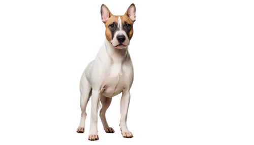 Muscular American Bull Terrier, adult dog, white coat, egg-shaped head, curved tail, erect ears, black nose, prominent jaw, athletic build, standing pose, front legs apart, serious expression, natural