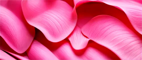 flowers png,pink tulip,pink petals,piano petals,coral swirl,pink paper,nonas,petals,generative,abstract flowers,calathea,tulip background,cyclamen,pink tulips,wavevector,pleated,wavefronts,extrusion,light fractal,fluted,Art,Classical Oil Painting,Classical Oil Painting 43