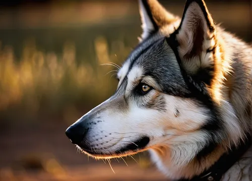 northern inuit dog,czechoslovakian wolfdog,saarloos wolfdog,native american indian dog,siberian husky,malamute,husky,sakhalin husky,wolfdog,kunming wolfdog,carpathian shepherd dog,shiloh shepherd dog,german shepherd,dog-photography,dog photography,german shepherd dog,canidae,alaskan malamute,white shepherd,bohemian shepherd,Unique,3D,Toy